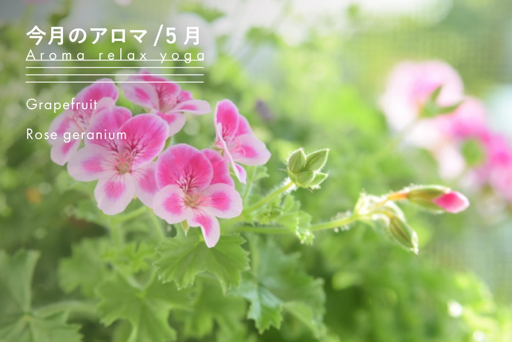 今月のアロマ