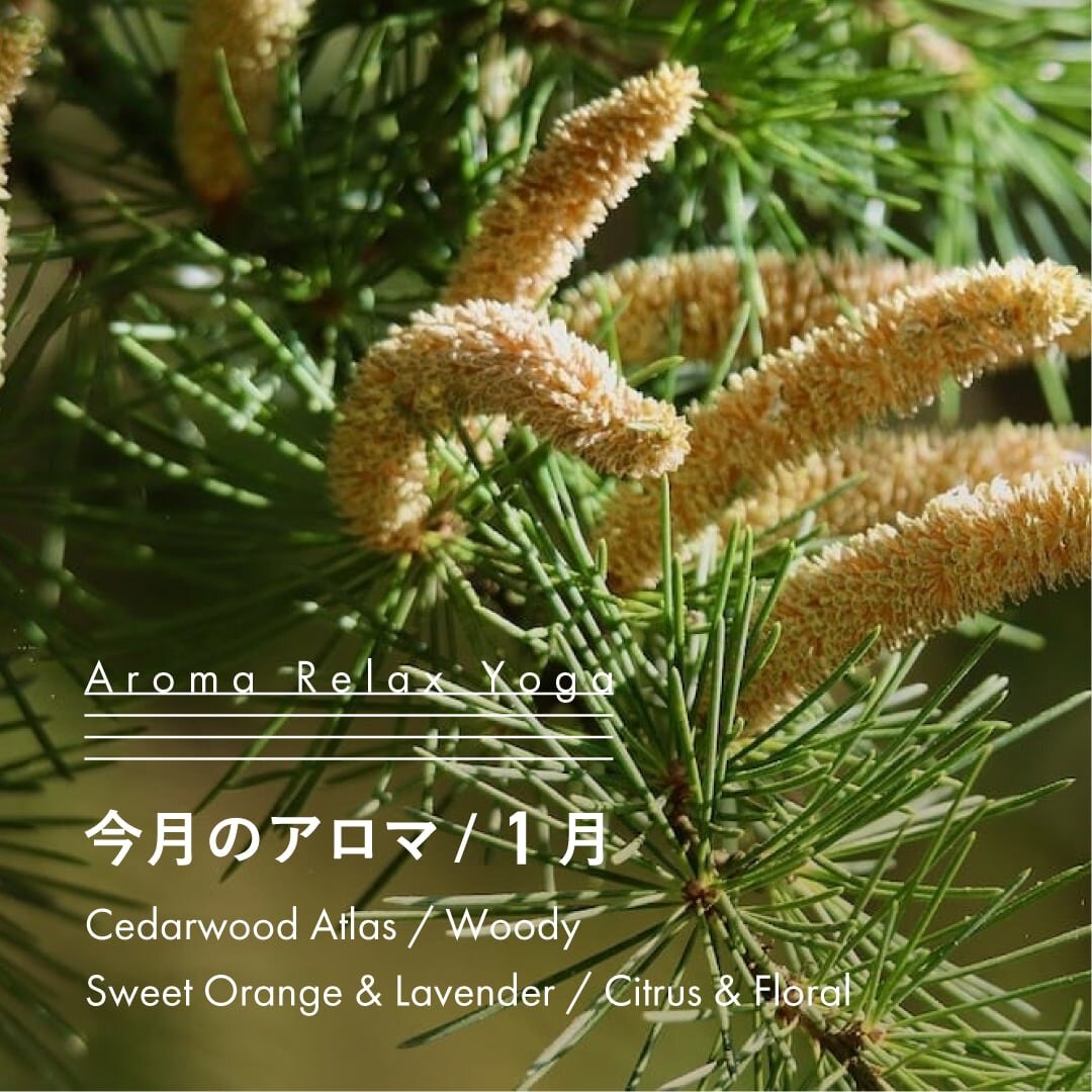 ヨガ教室NOA / アロマリラックスヨガ / 1月のアロマ